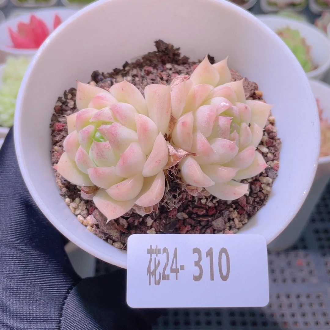 花利美24-310麦秆