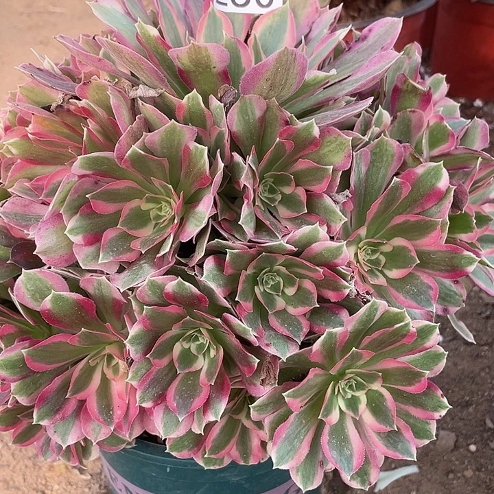 249夜落莎多肉植物