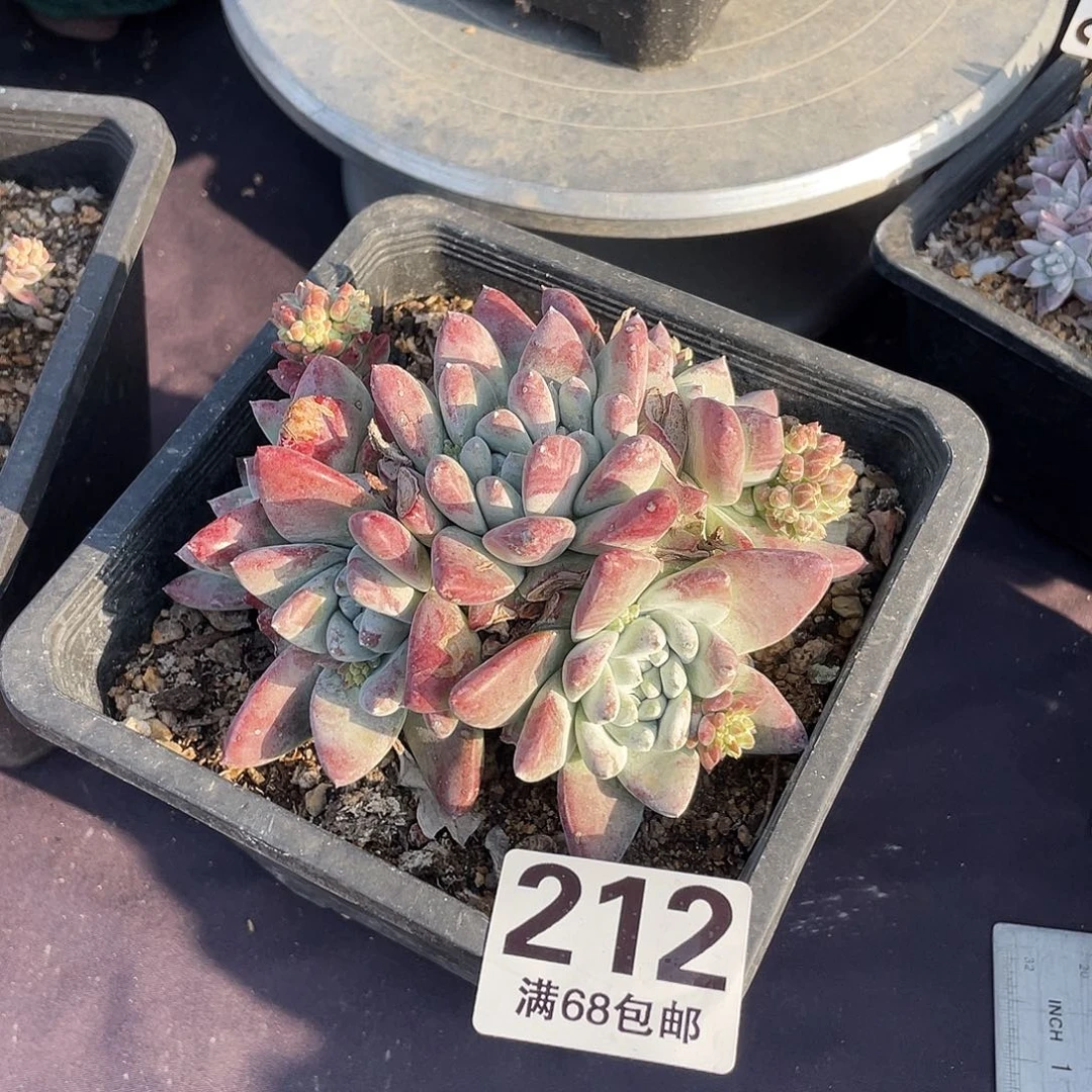 晨溪园艺仙女杯呀