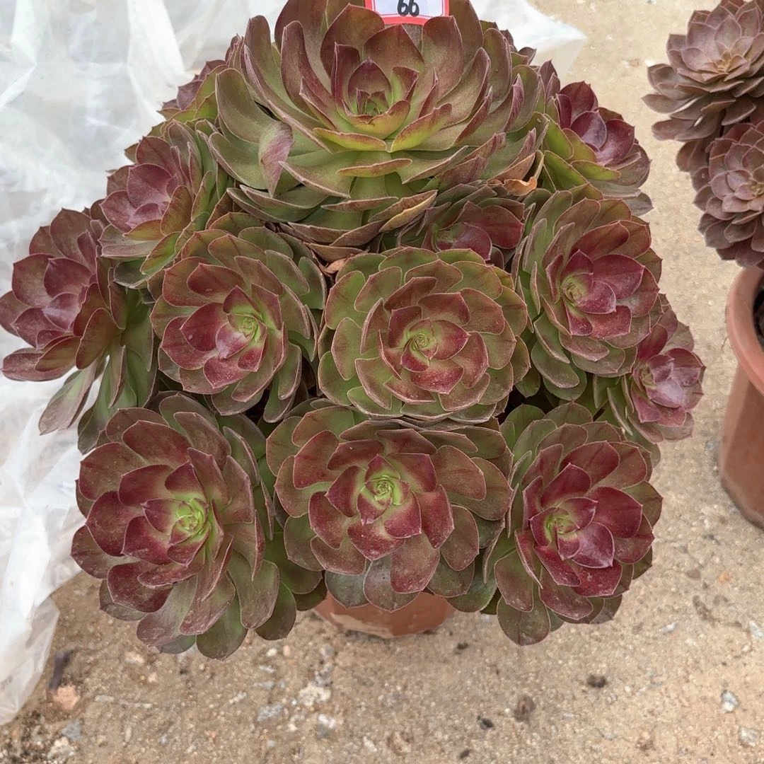 全部花朵66黑膜特价多肉植物