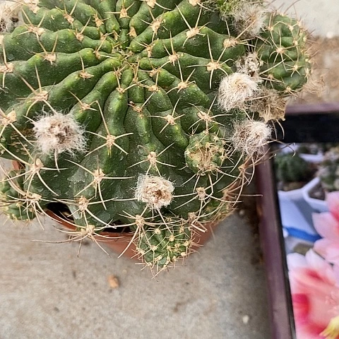 水花丽花仙人球，257990