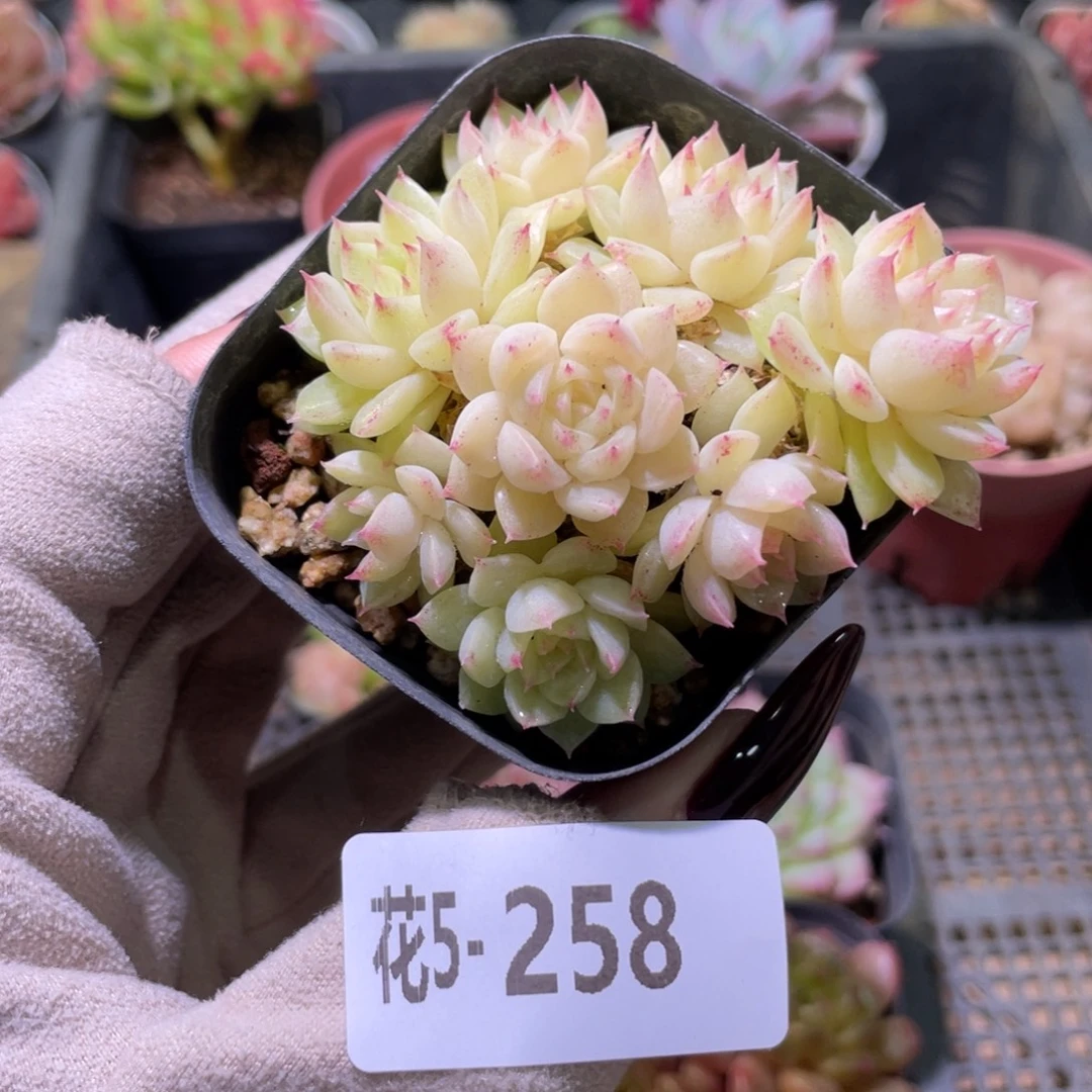 花利美5-258麦秆群