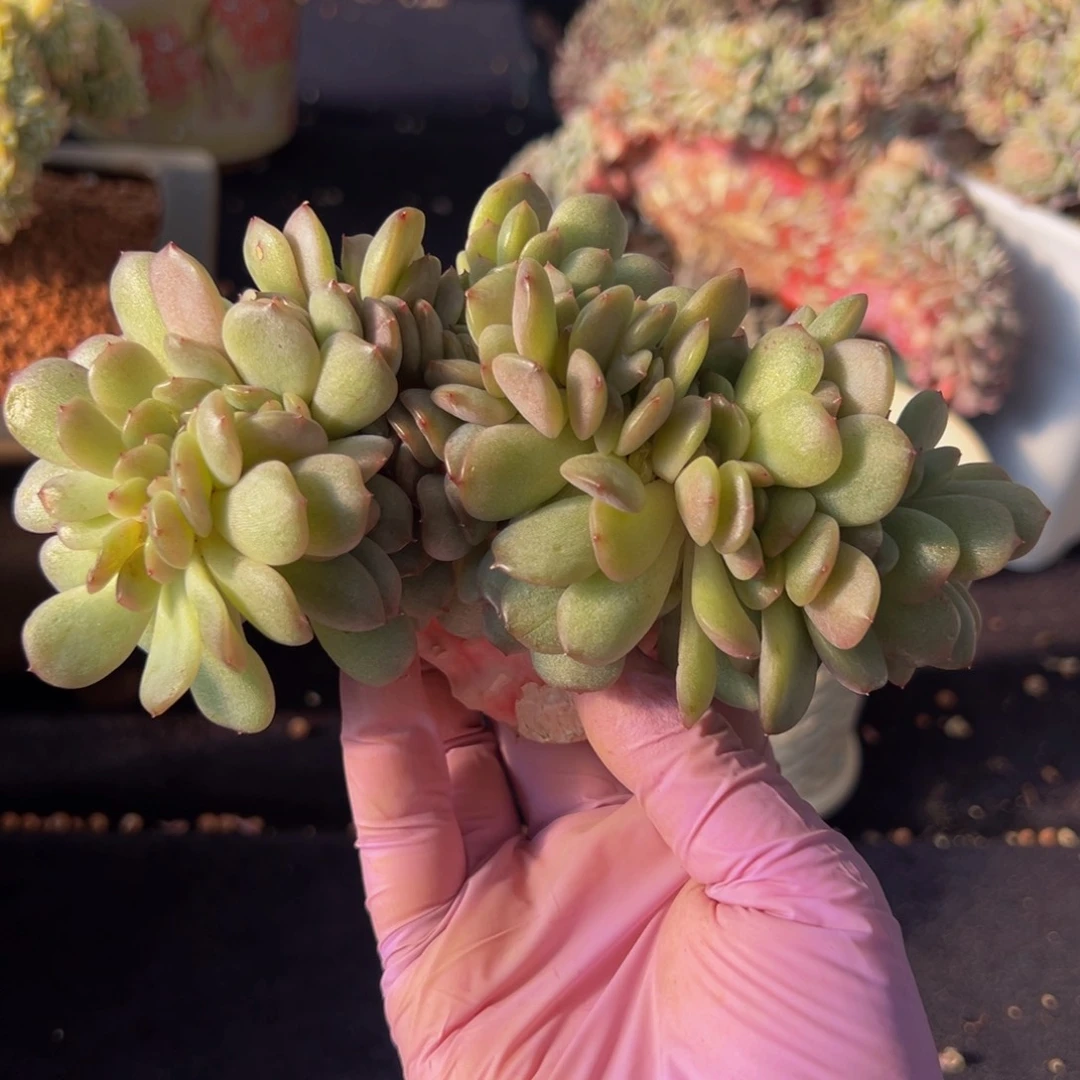 红恋 新年快乐 新年快乐