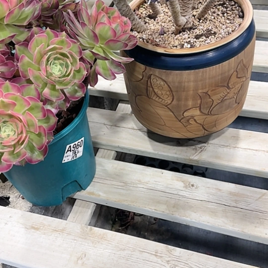 【闪购商品】法师多肉