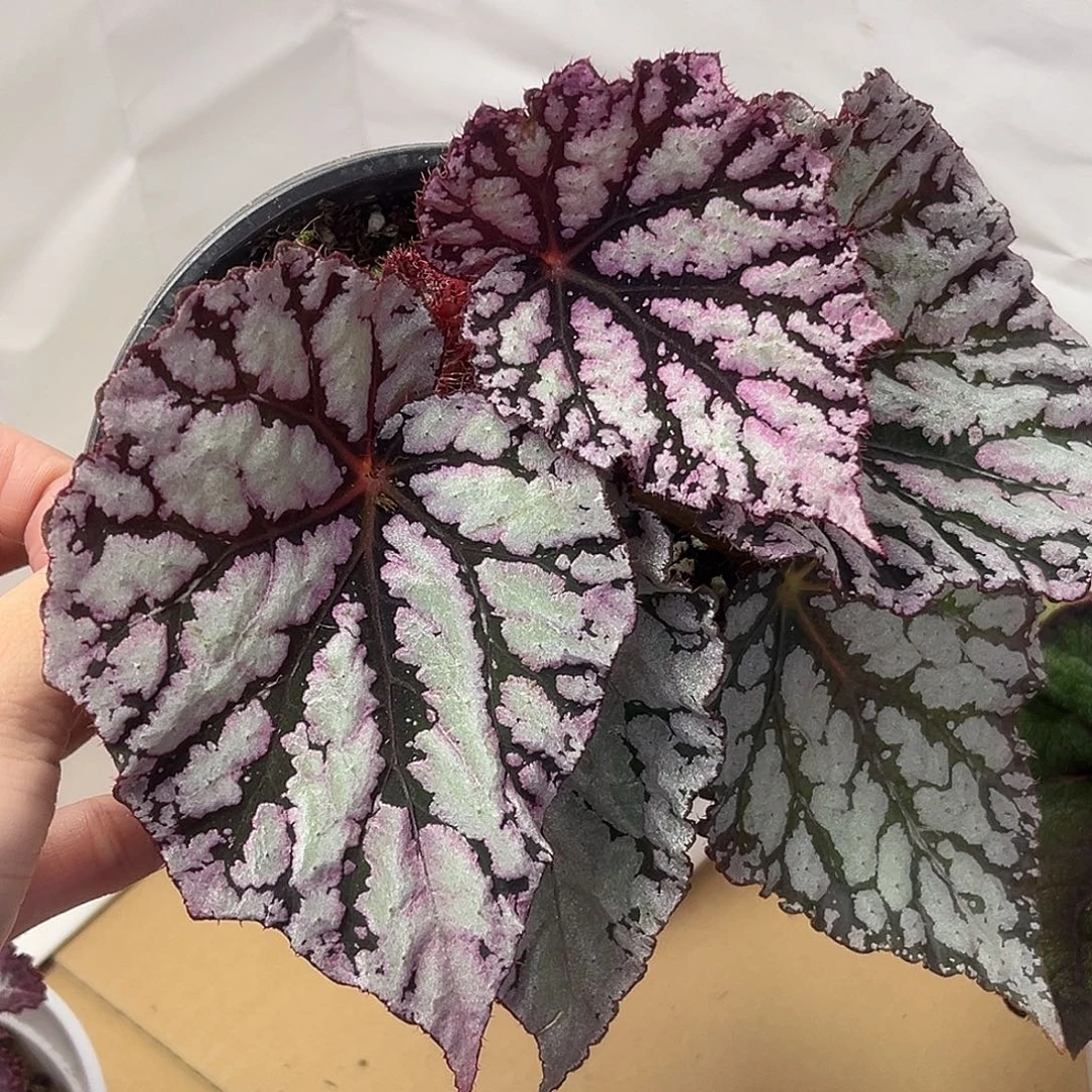 完全开放黑脉细闪