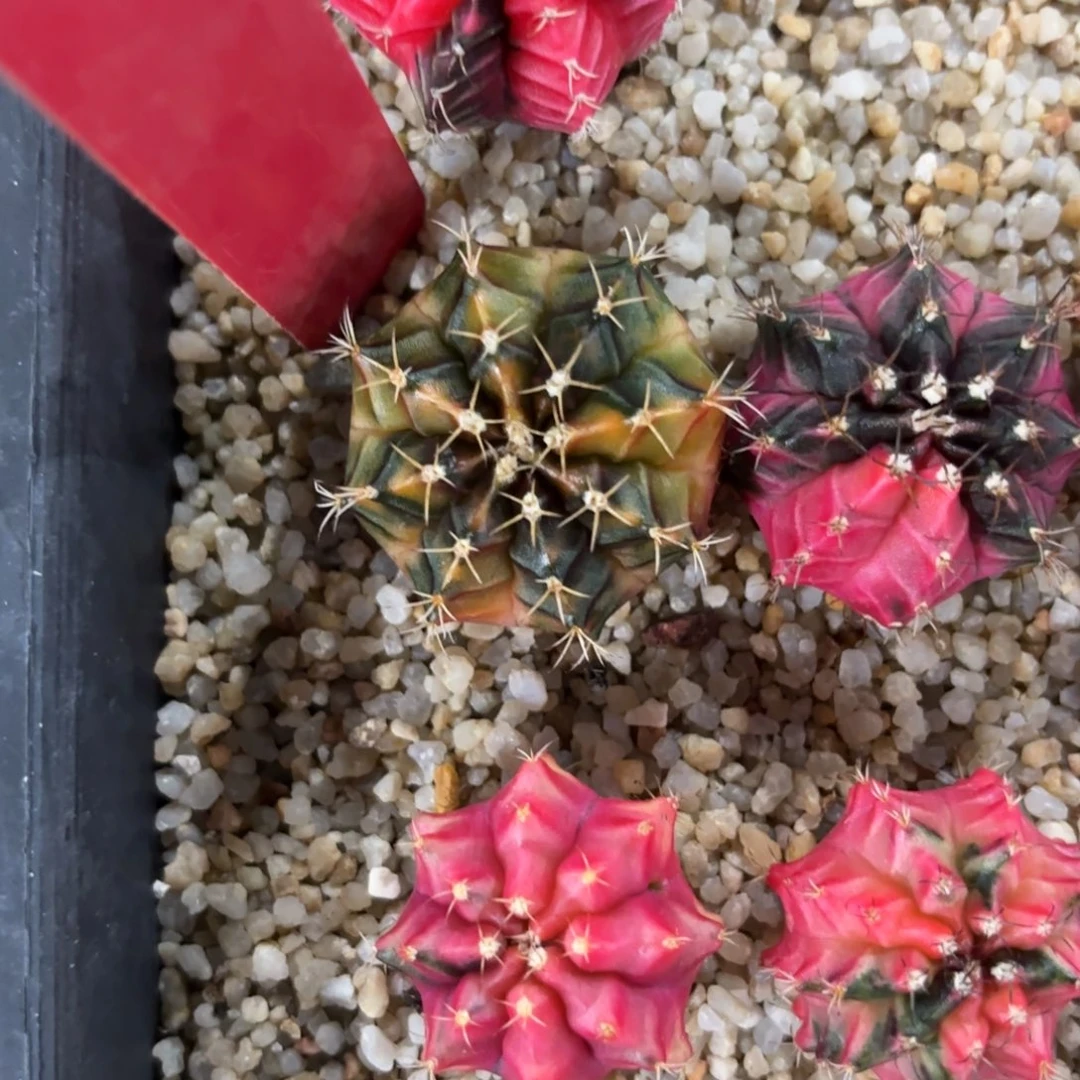 泰国米哈707-1130