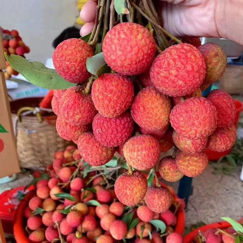 【顺丰冷链包邮】正宗高州白糖罂荔枝核小肉厚不泡水现货