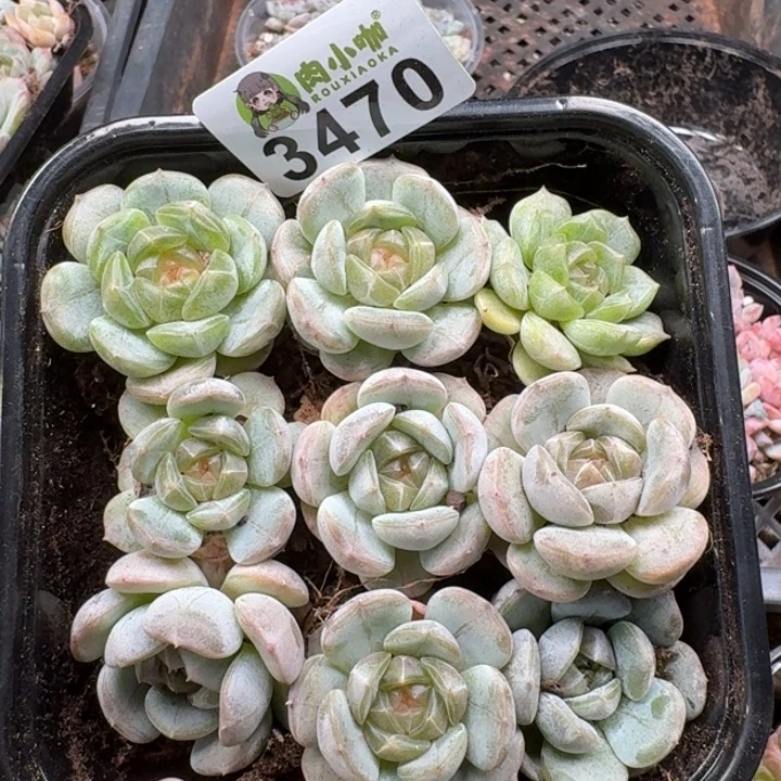 多肉植物多肉植物