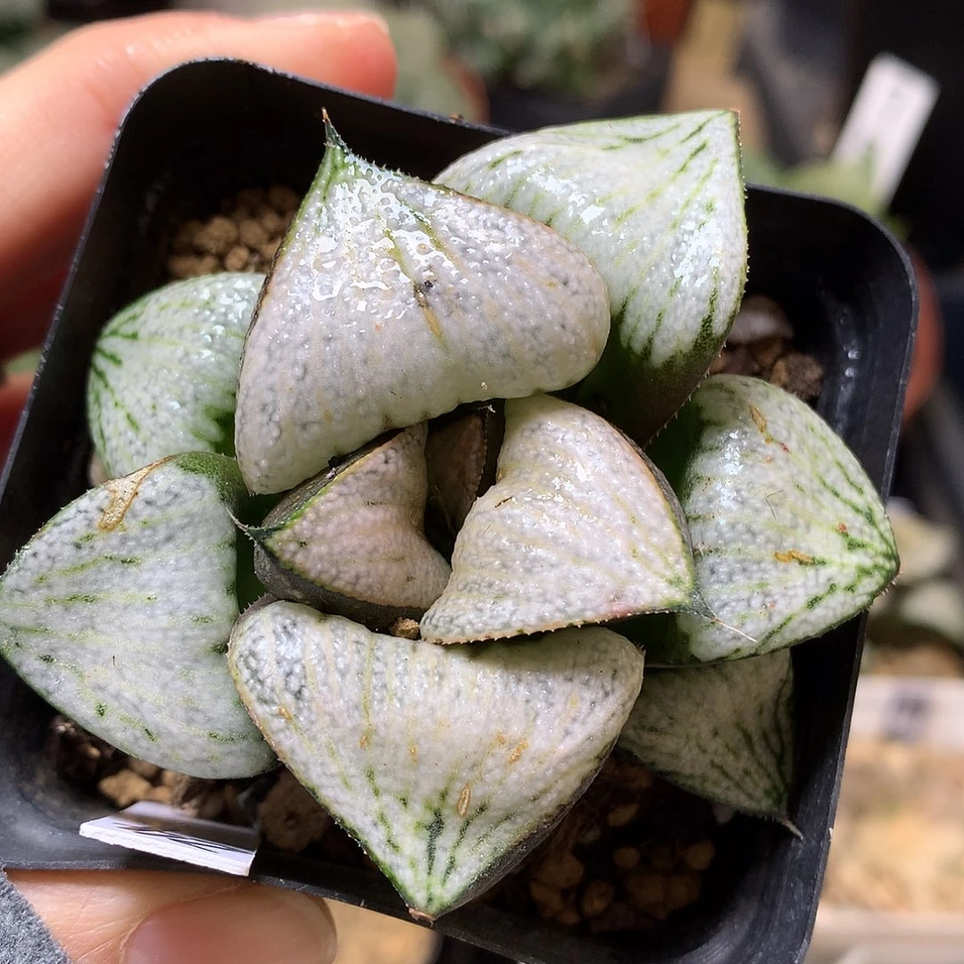 武士红青蟹带盆土daitouzwo