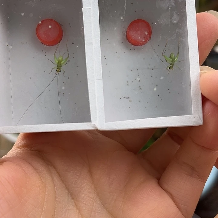 拍下发两个长须翡翠铃