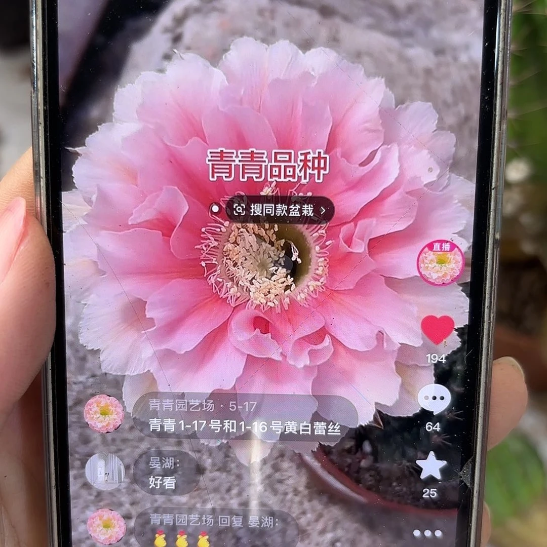 彩草珊瑚侧牙3.5-4公分左右