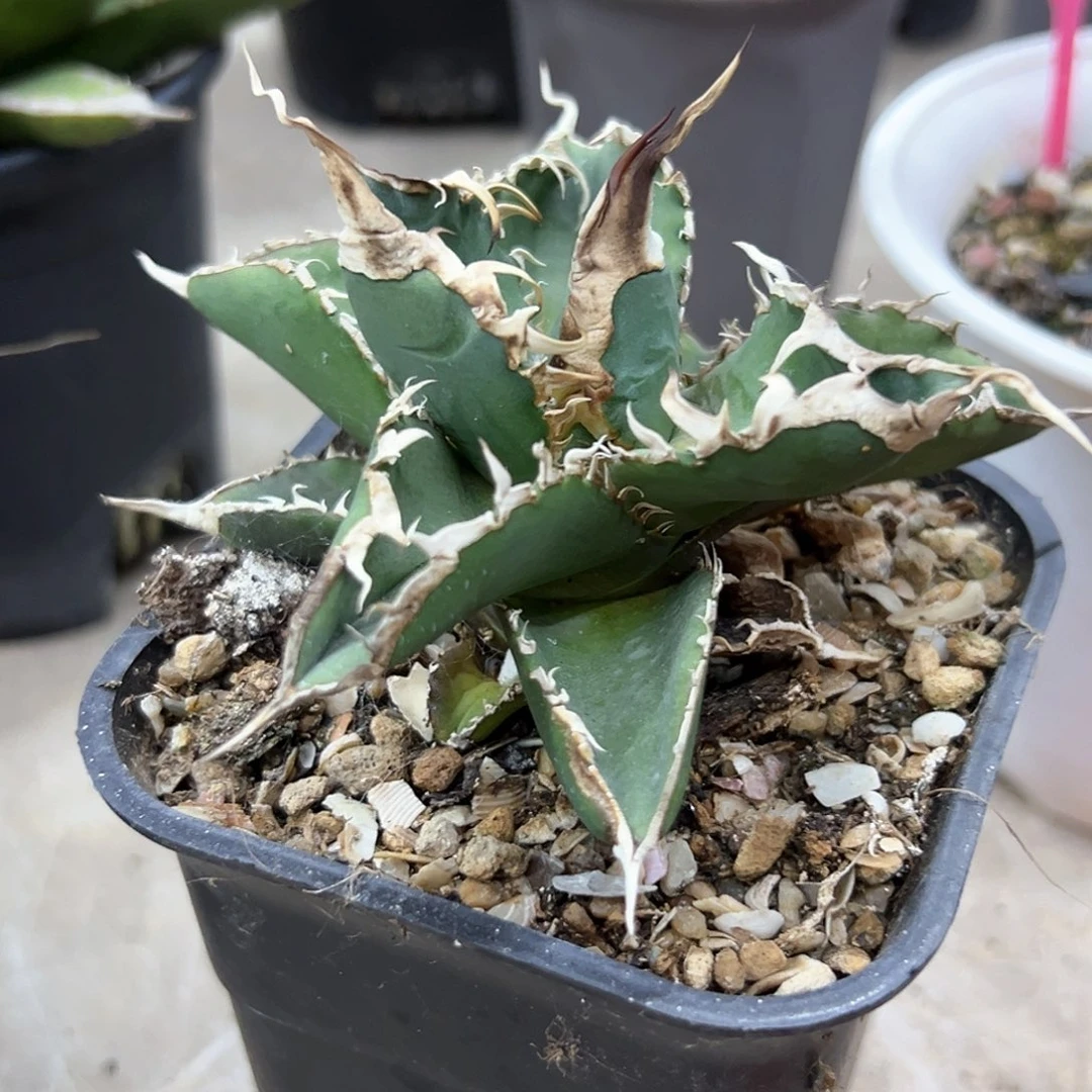 绿幽灵一物一拍偏远不包邮不退不换