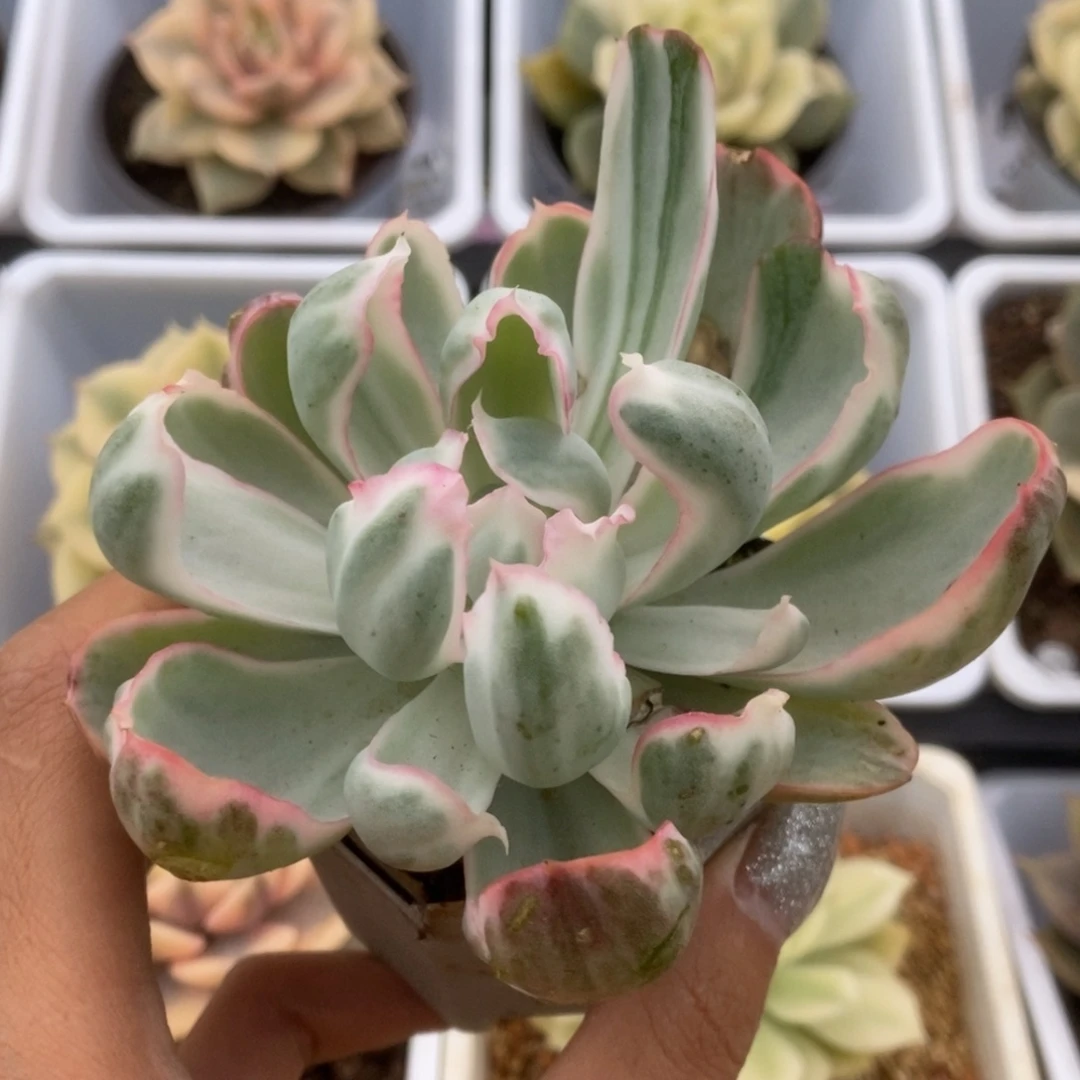 102伯克利锦锦锦锦锦锦