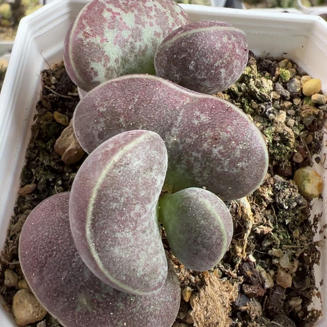 阴阳头满斑花蛋多头纯木质桩多肉植物