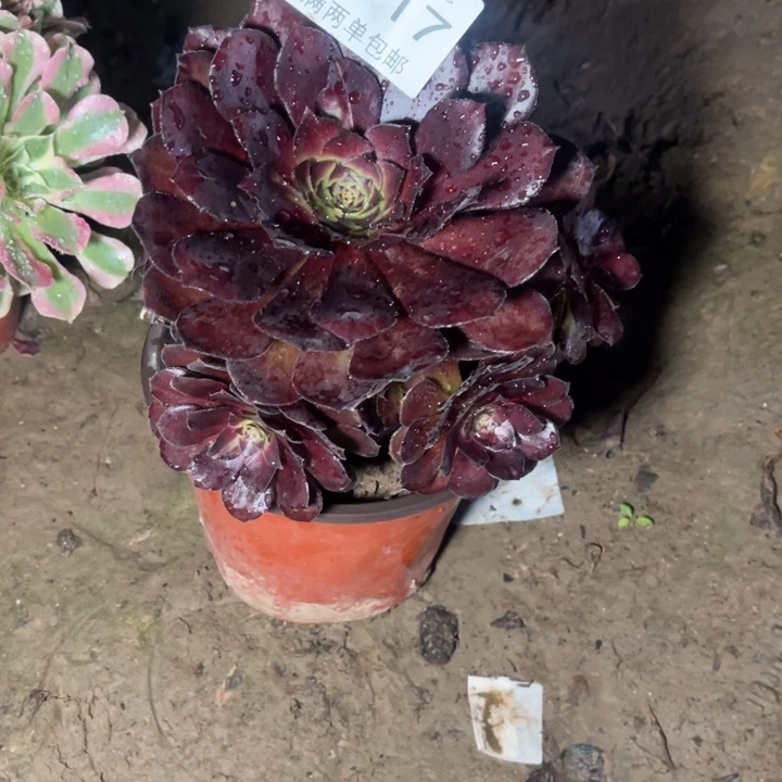 1717黑美人的人多肉的