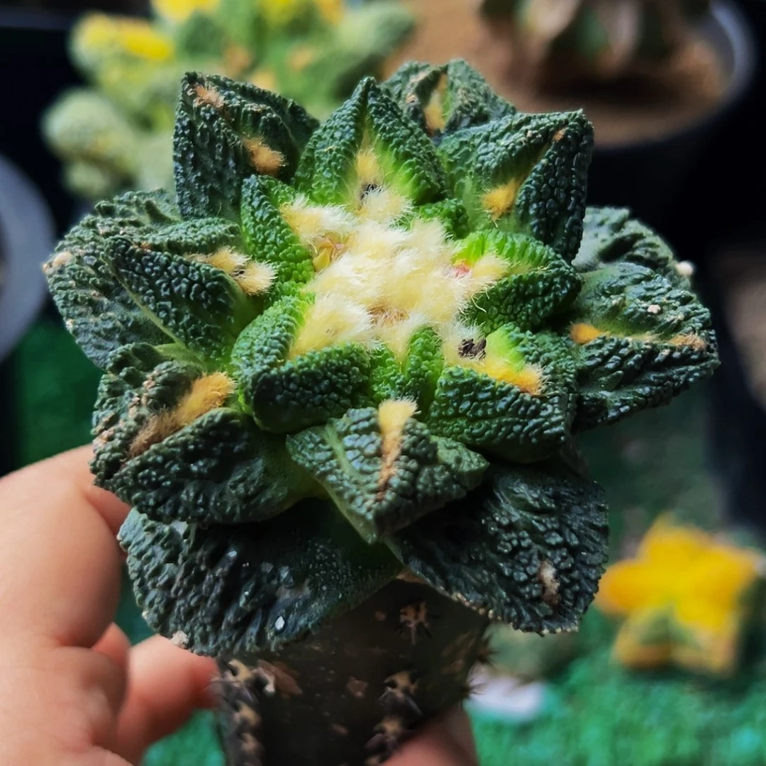 无花朵辛顿牡丹898