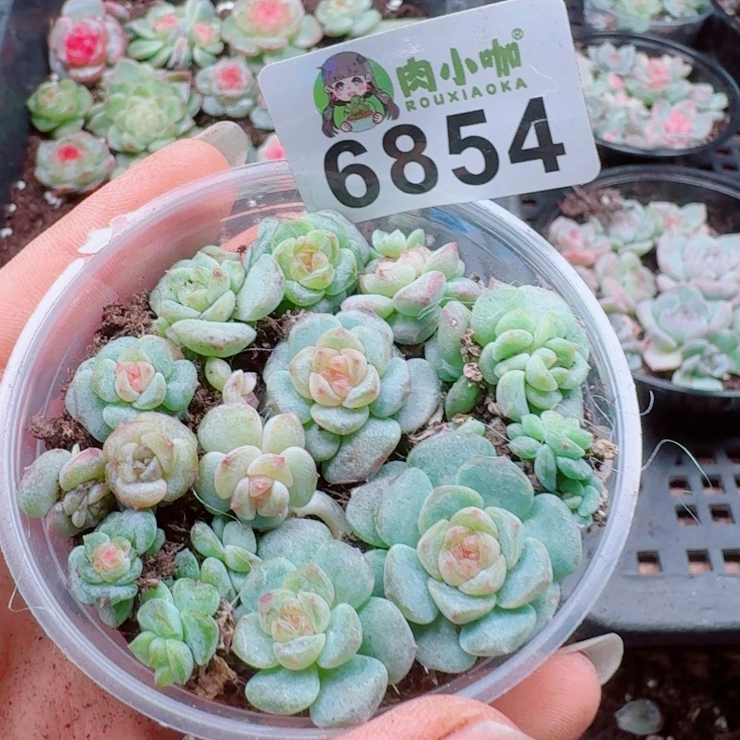爱***笨多肉植物多肉植物