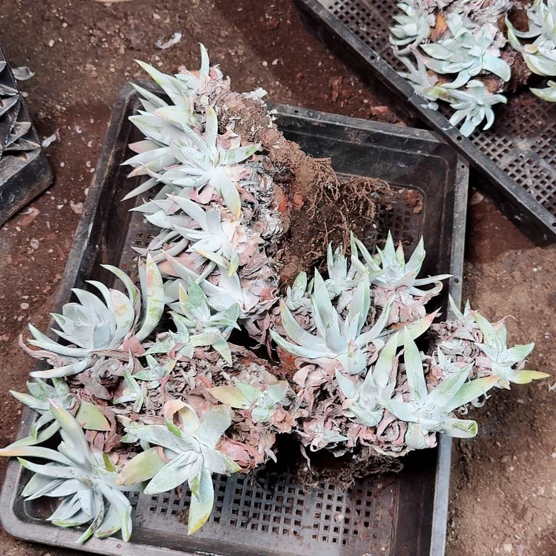 1302框拍瑕疵不售后