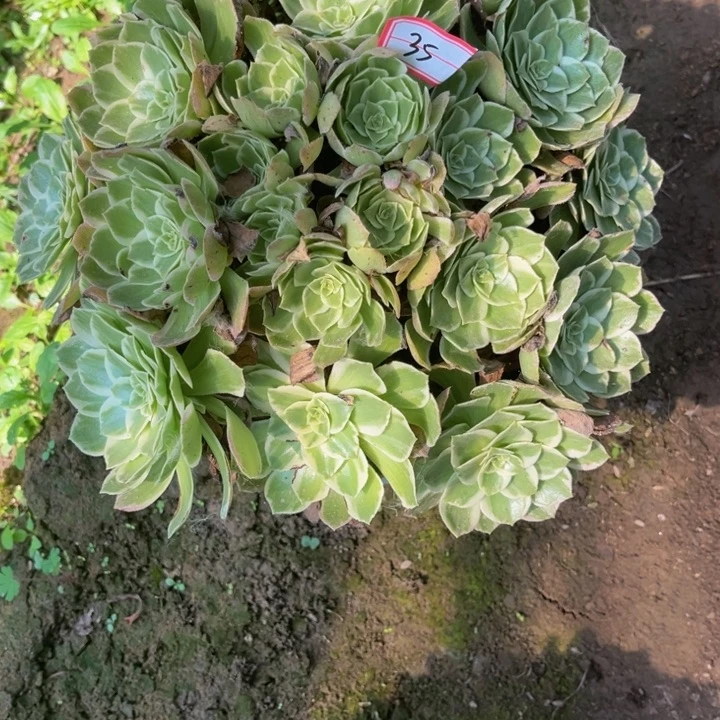 35多肉植物法师老庄