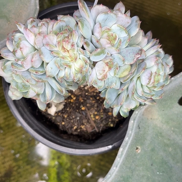 ****️红恋缀化，一物一拍