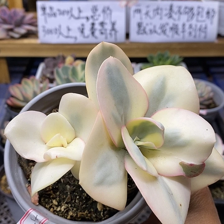 01195 白娘子覆轮锦双头