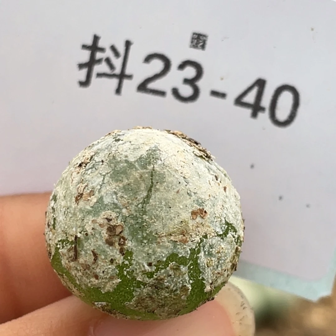 23-40灯泡多肉植物