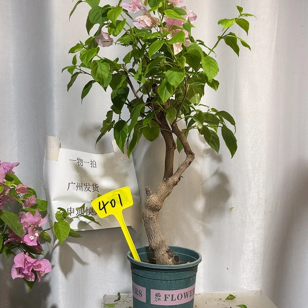 当前无花栽培后可以开花40广红樱桩粗3公分高60厘米