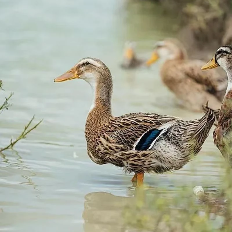 农家散养麻鸭1只现宰现杀4斤左右