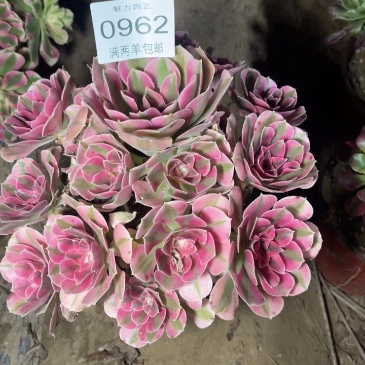 0962女巫的人多肉的