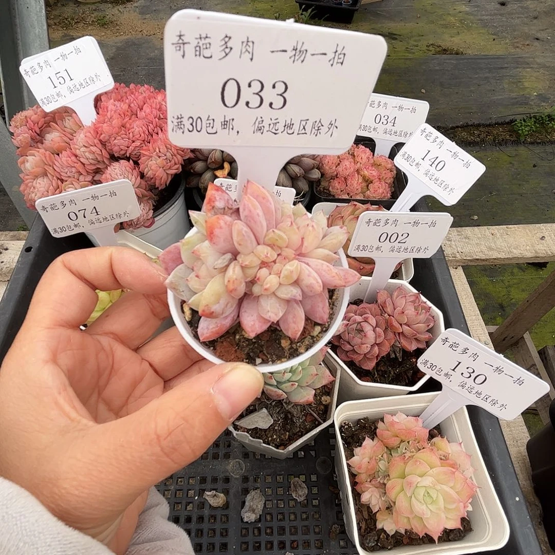 033 多肉脱土 群生不包整