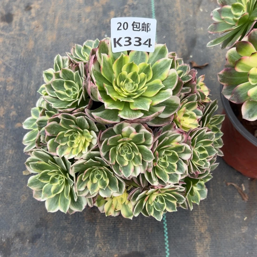 334海王，满20包邮