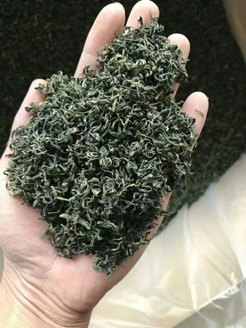 日照绿茶早秋头拨绿 鲜芽萃