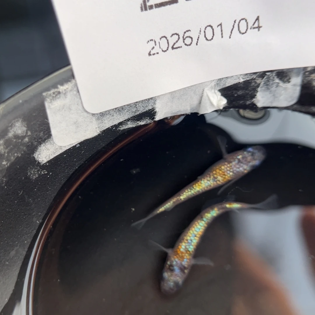 青鳉鱼223月华海王星一对