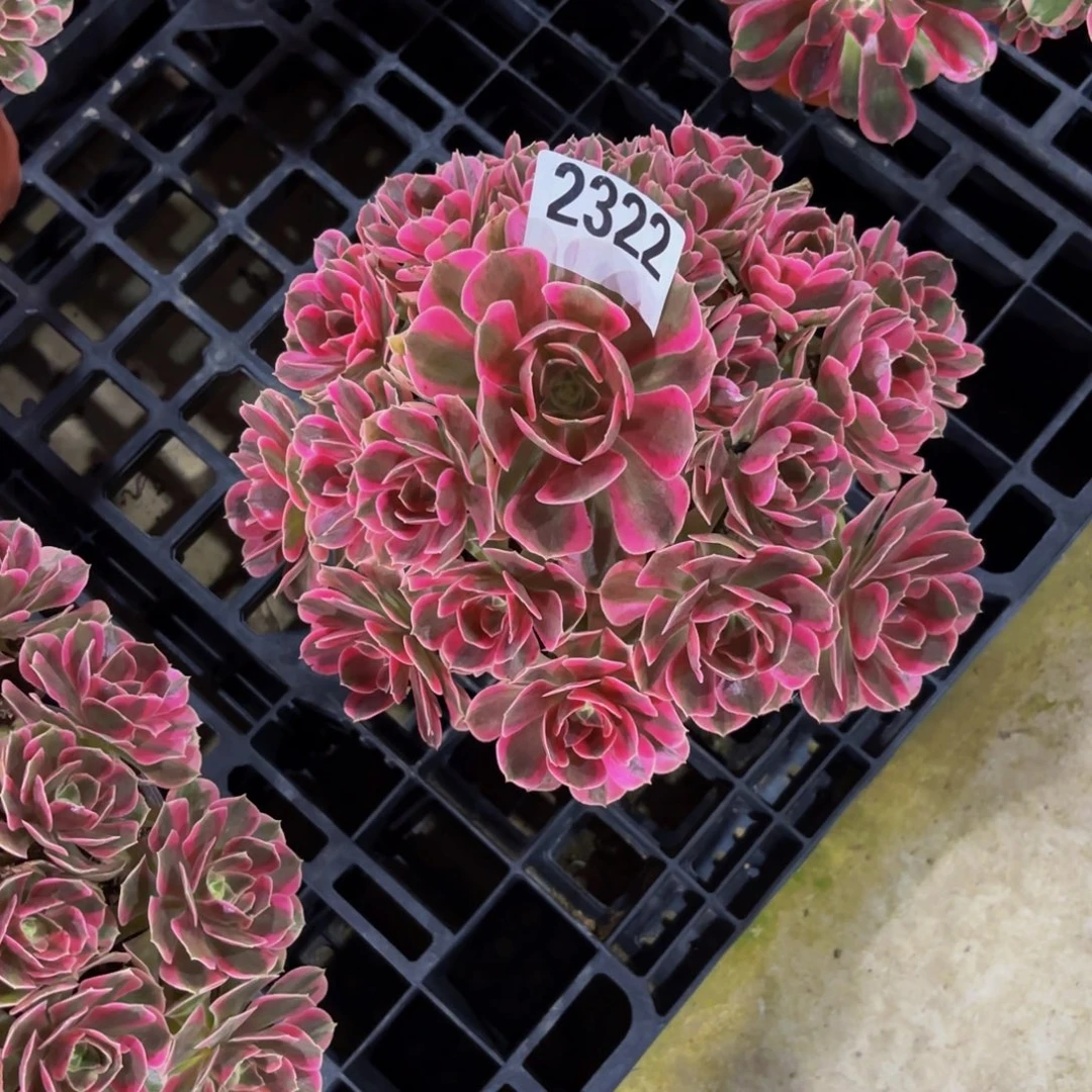 无花朵2322七彩石111111