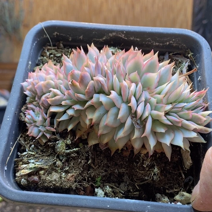 ****法232号月光女神金多肉植物