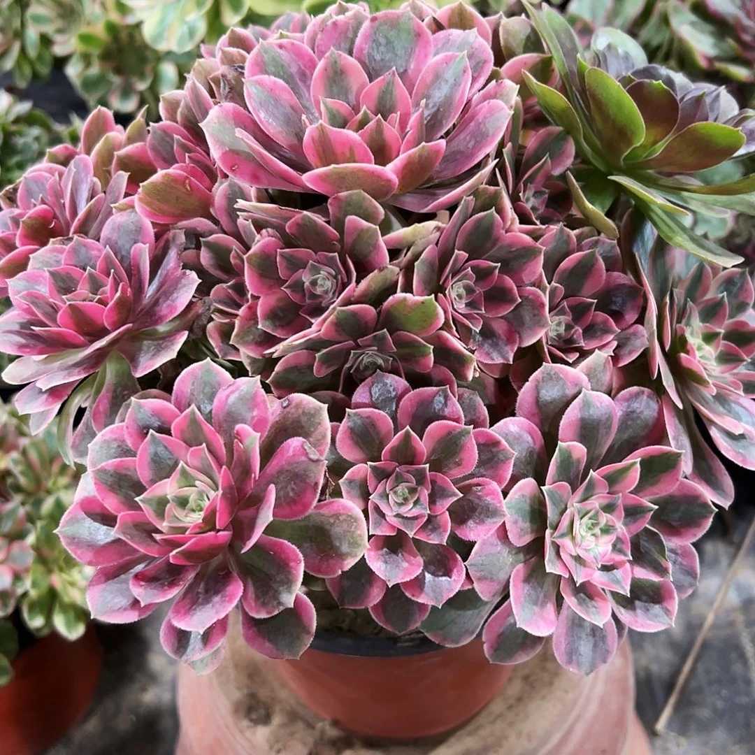 老庄女妖法师38.8