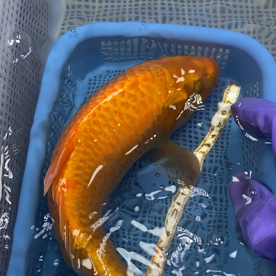 锦鲤冷水锦鲤包邮