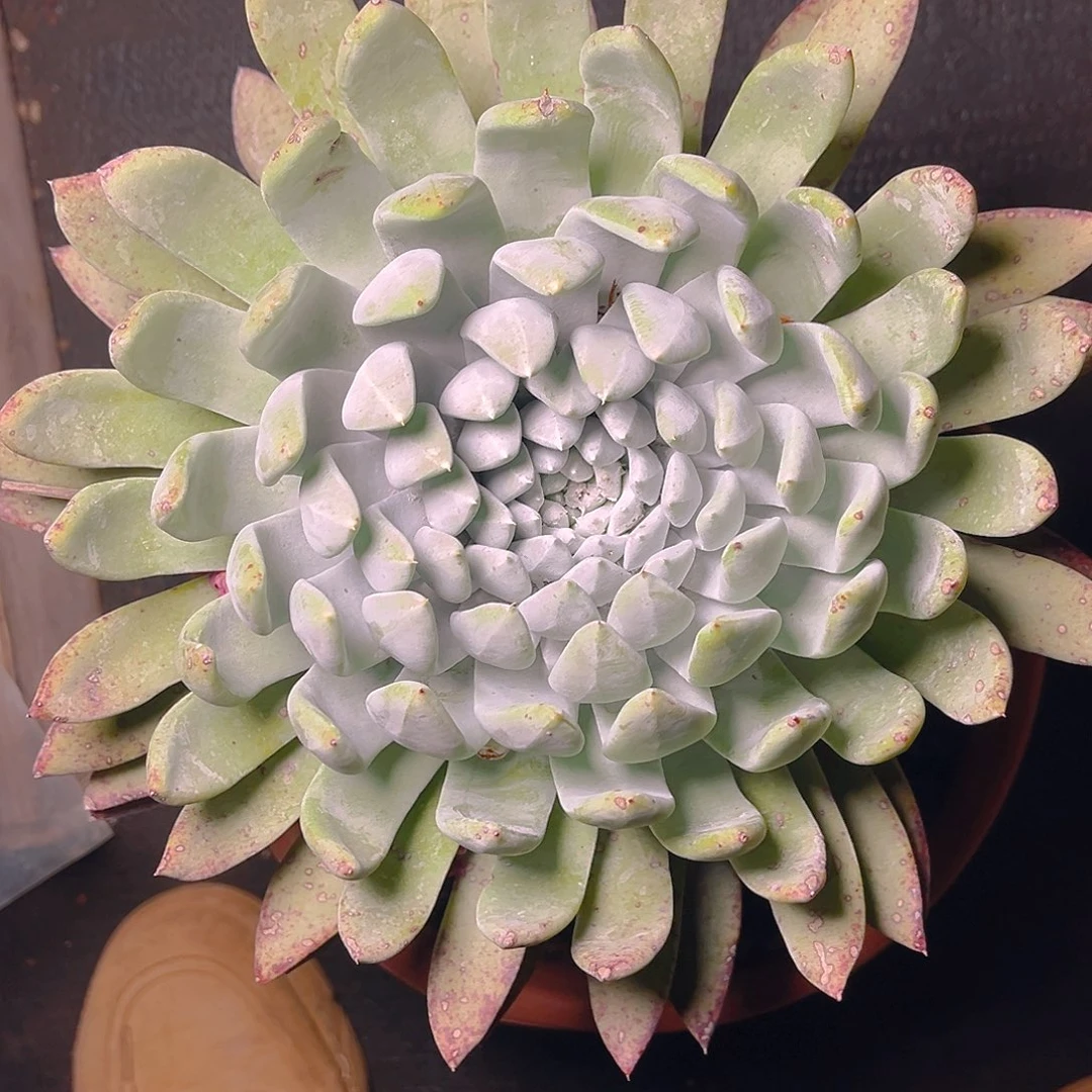 大佬装赛丽娜单头