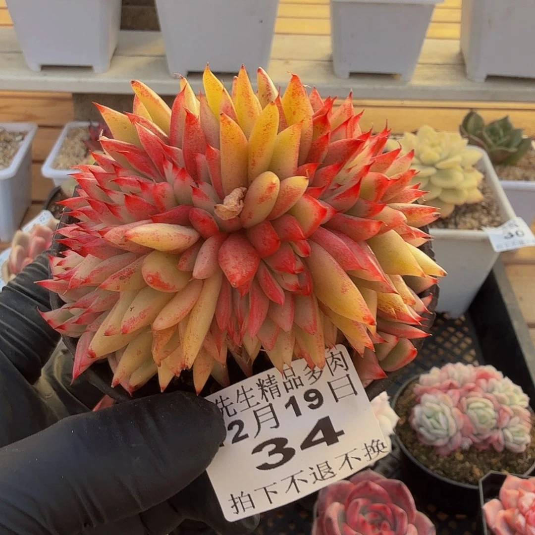 1219-34涂杆玛丽亚锦缀