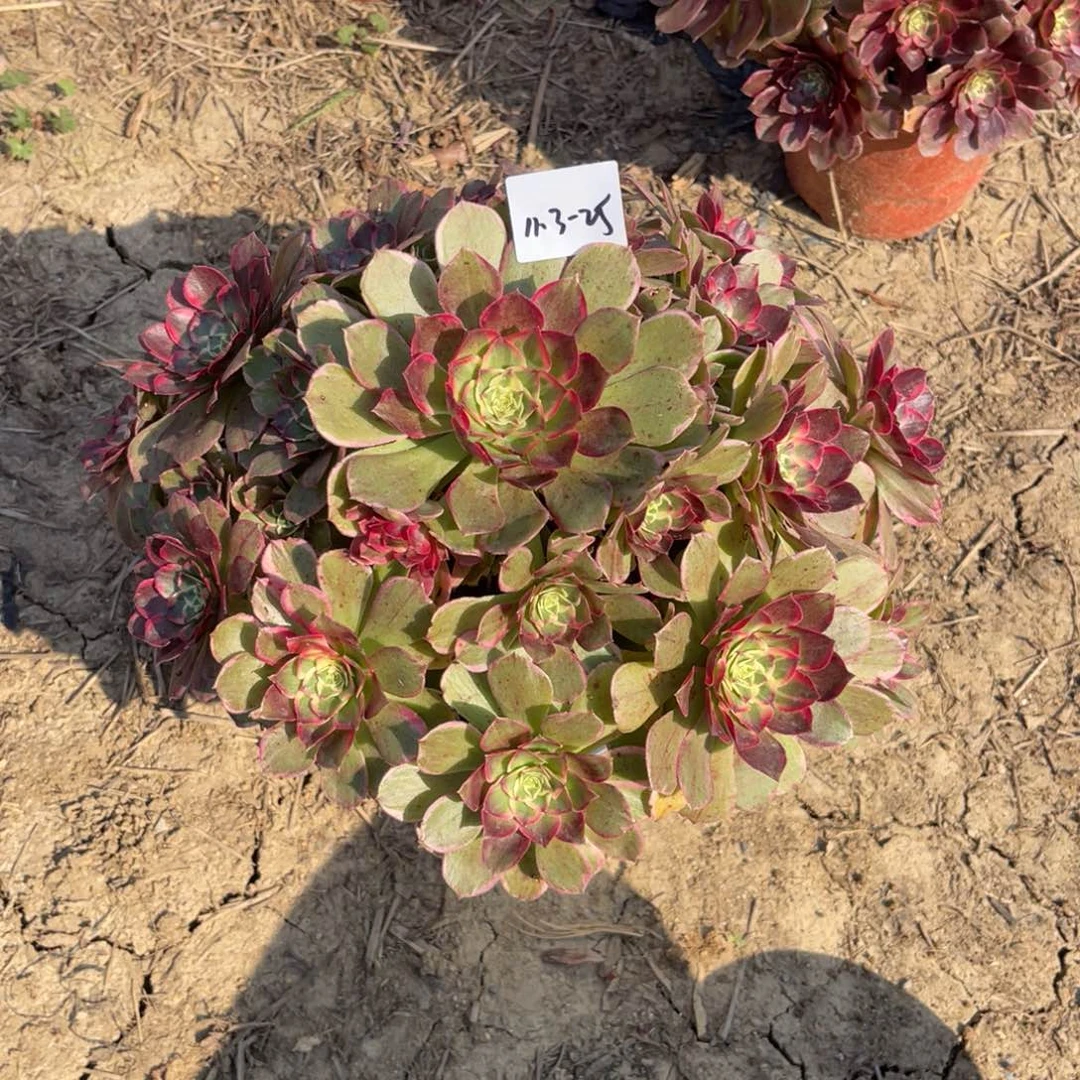 11-3-25高贵法师锦多肉