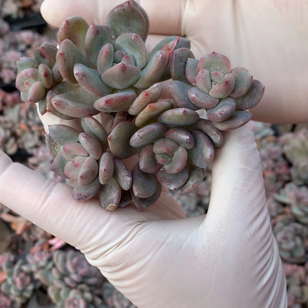 突尼斯5头摘心随机发货
