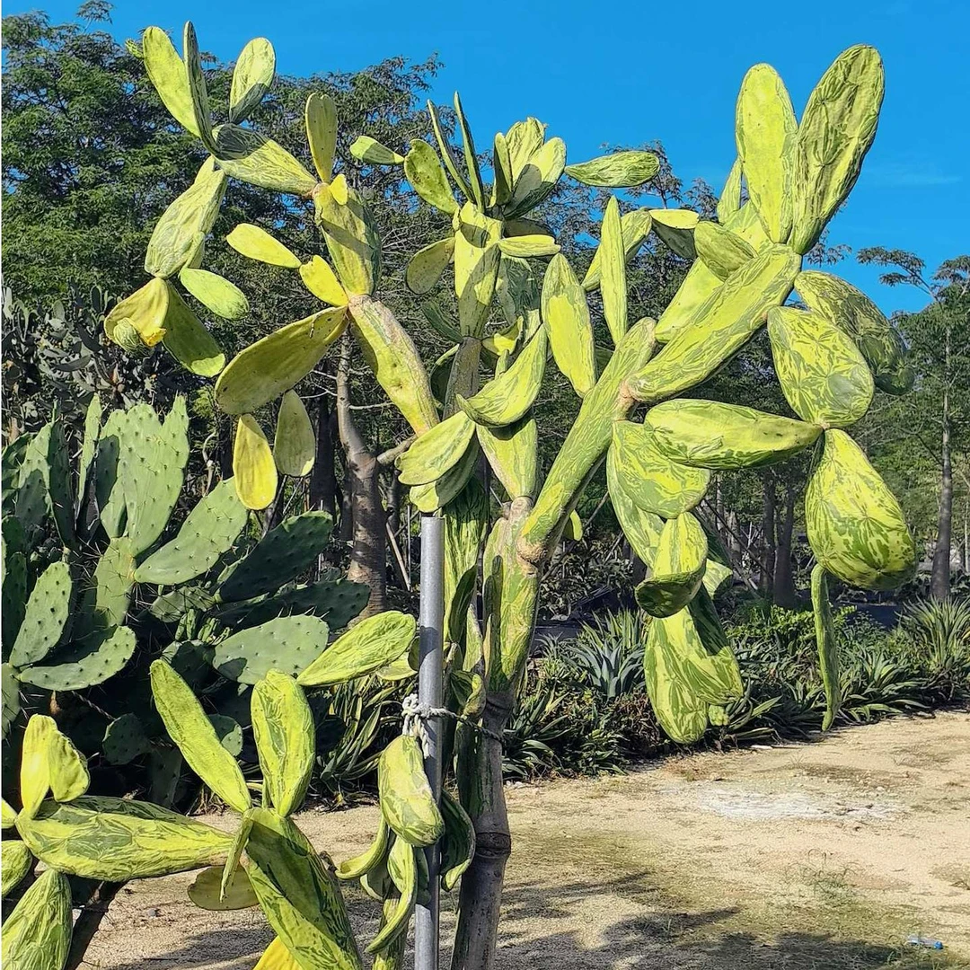 现砍仙人掌片大理石老墨长白毛鱼鳞红花树形仙人掌眼阳台桌面绿植