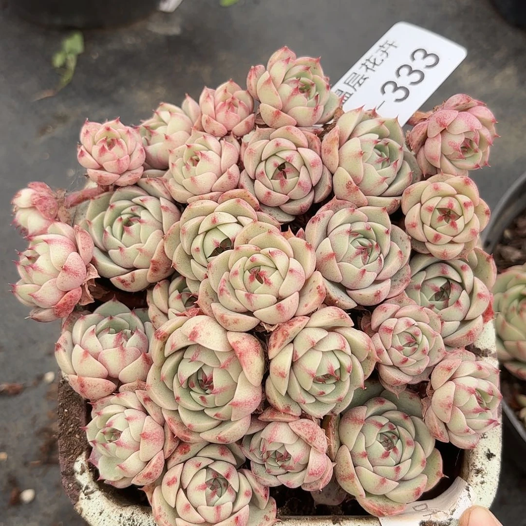 同温层多肉笨吧333