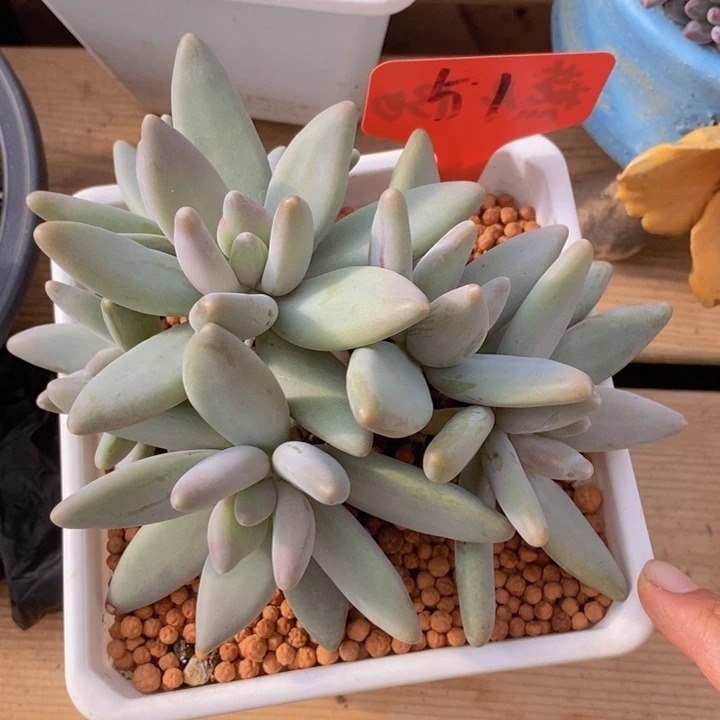 在家干的话可以多