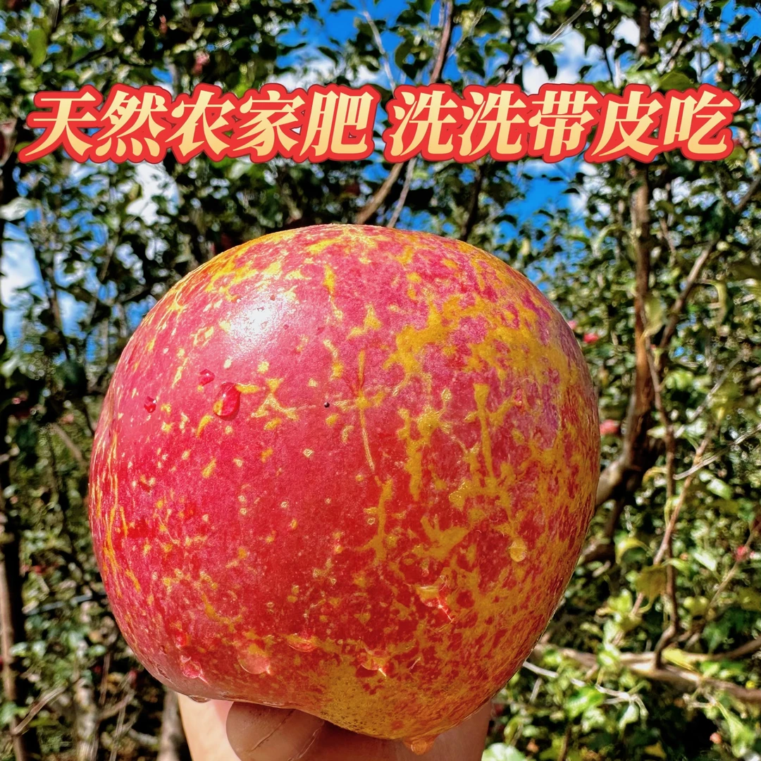 2025年新果红富士苹果丑苹果四川省