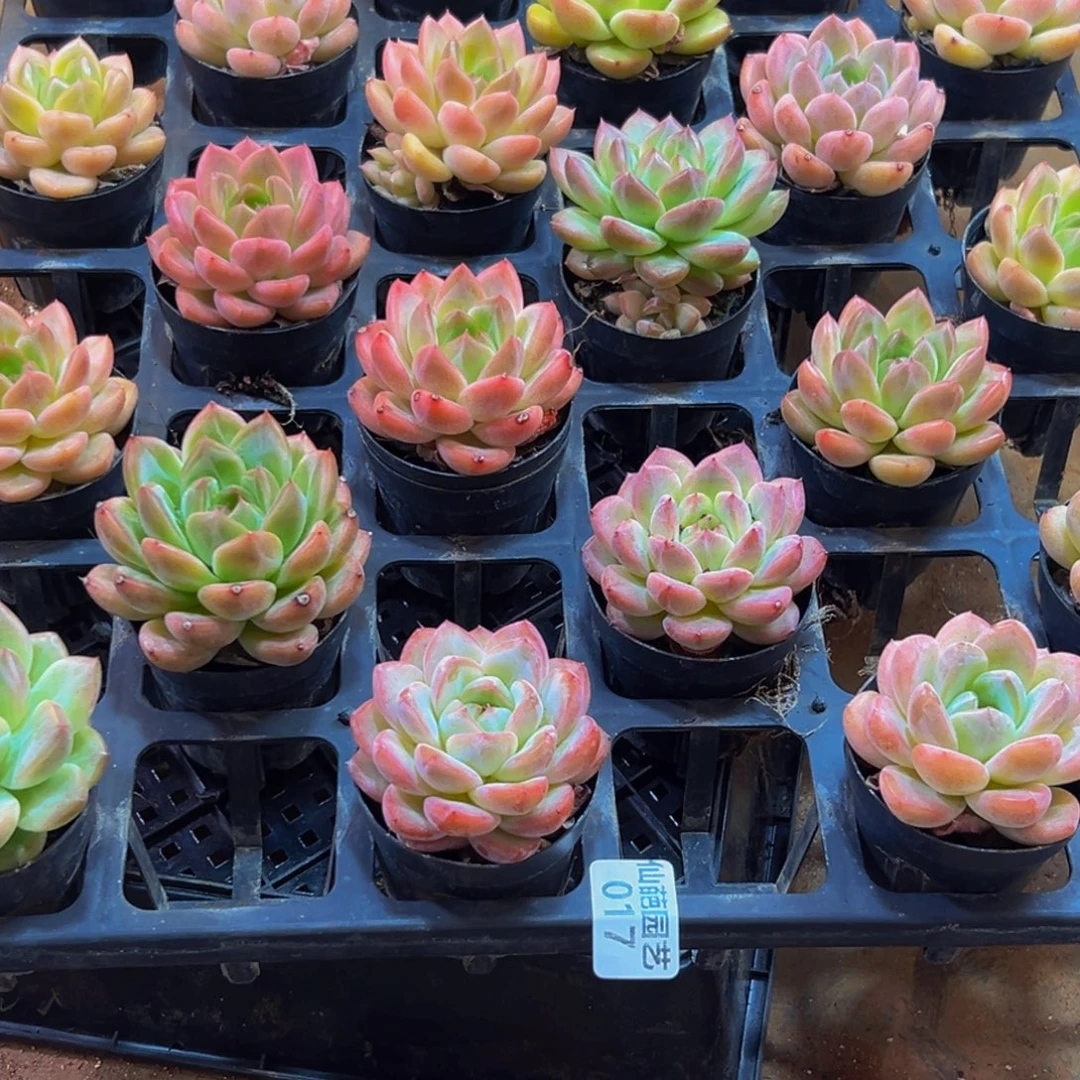 小***叮017的最后一天了我还在想怎么