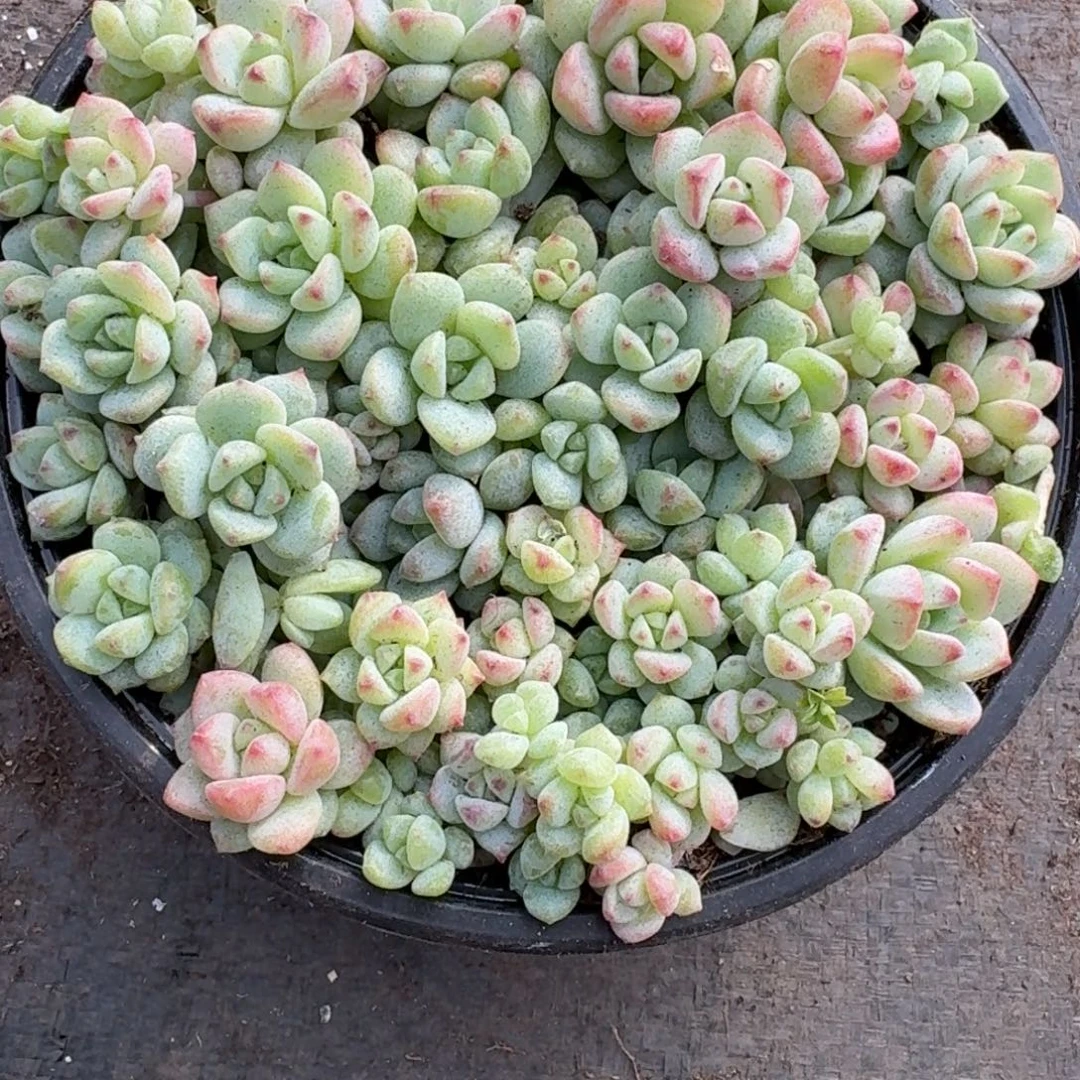 多肉植物多肉植物87