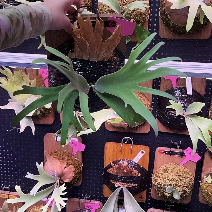 完全开放波哥苏丹黑牌