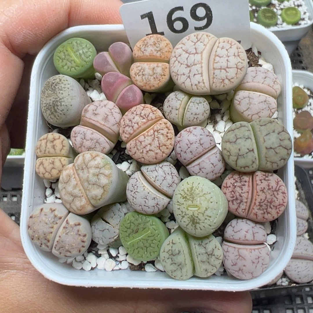 【闪购商品】169有点徒