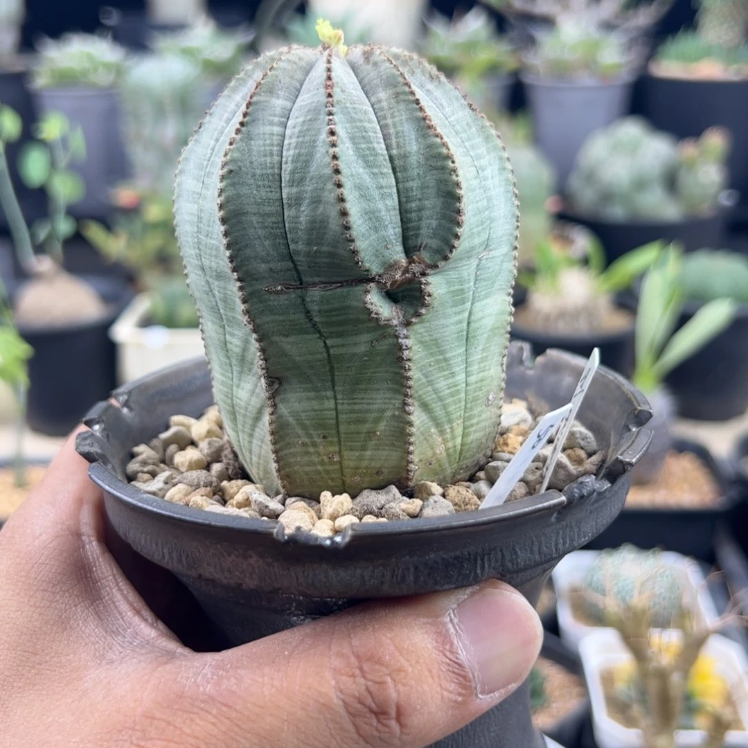 老欧布一物一拍默认脱土发